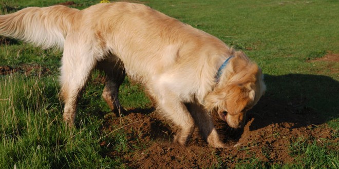 Why Does My Dog Keep Digging? Understanding and Addressing Your Dog’s Digging Behavior