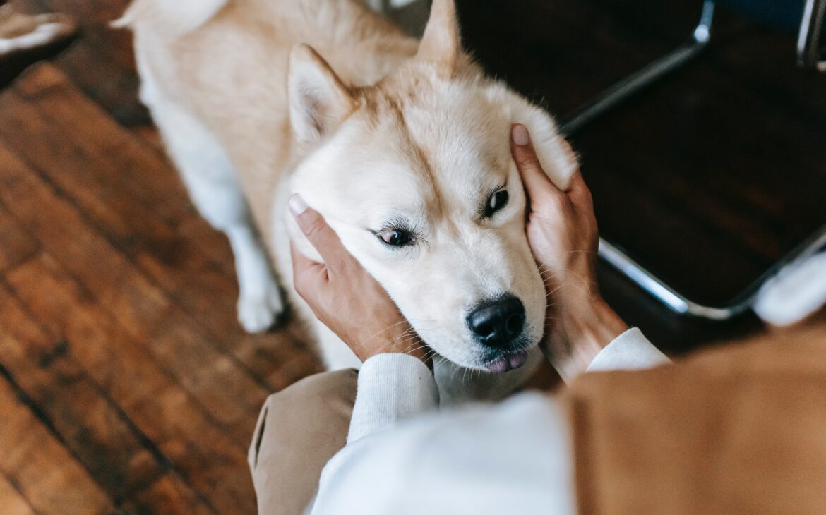 "Akita dog at home - Causes of dog depression"