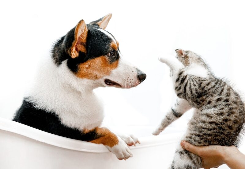 Introducing a Dog to Your Cat: Tips for a Successful Introduction