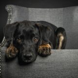 Sad Dog on a Gray Chair