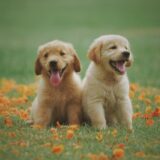 Where to Play with Puppies Near You