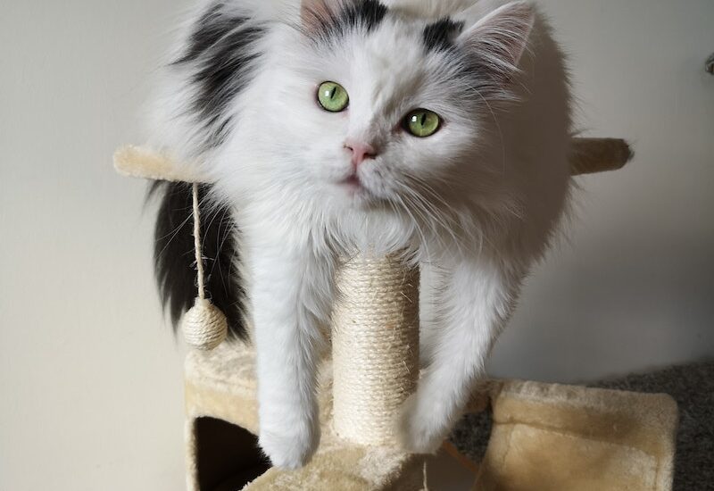 How to Build a Cat Tree That Fits Your Space and Your Budget