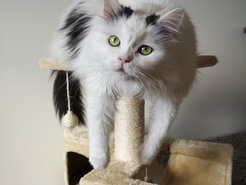 10 natural ways to reduce cat shedding in your home