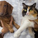 The Ultimate Guide to Owning Both Dogs and Cats