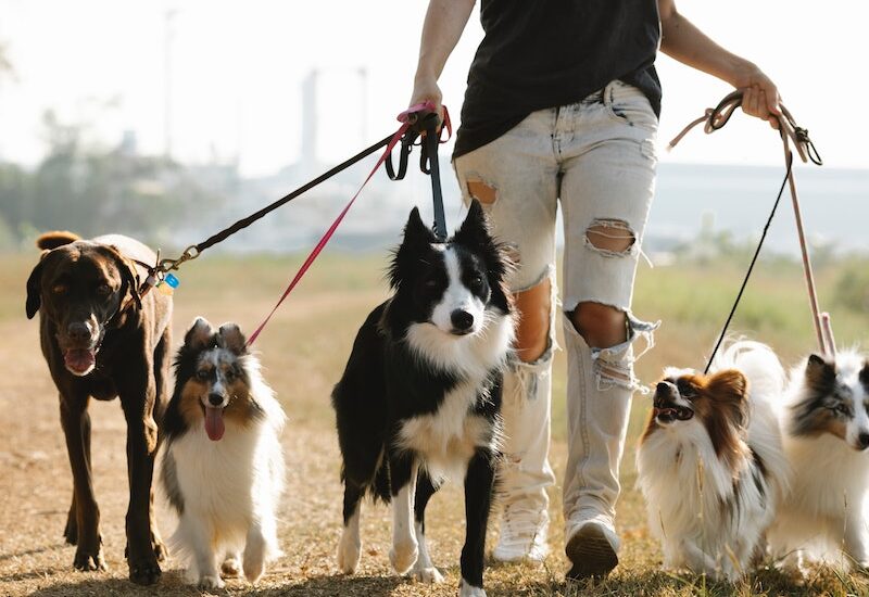 How to Teach Your Dog to Walk on a Leash: A Step-by-Step Guide