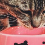 10 Foods That Your Cat Should Avoid