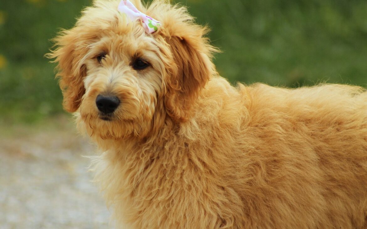 How To Groom A Goldendoodle