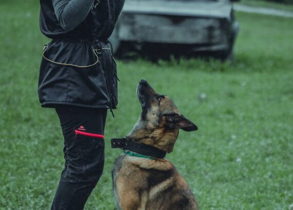 "Woman-Training-a-Dog-sit-command - Barking dog"