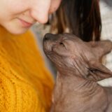 hairless cat with young woman