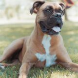 Boxer: Grooming Your Boxer – A Beginner’s Guide