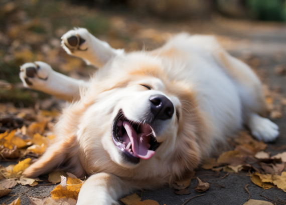 "a dog rolling over for a belly rub - training"